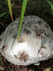 Amanita strobiliformis