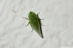 Xerophloea viridis
