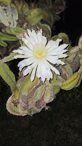 Genus Deamia · iNaturalist