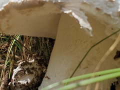 Amanita strobiliformis