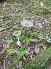 Amanita umbrinolutea