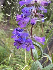 Penstemon gormanii