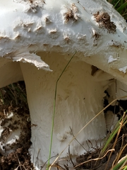 Amanita strobiliformis