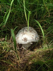 Amanita strobiliformis