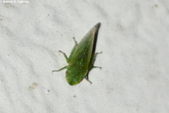 Xerophloea viridis