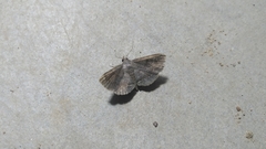 Mecodina