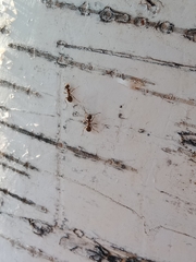 Formicidae
