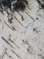 Formicidae