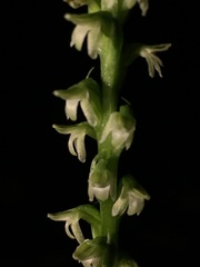 Platanthera ephemerantha