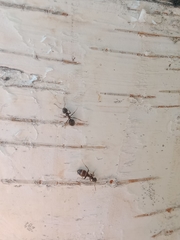 Formicidae