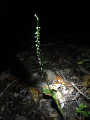 Platanthera ephemerantha