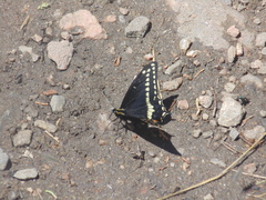Papilio indra