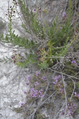 Scrophularia cretacea
