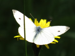 Pieris napi