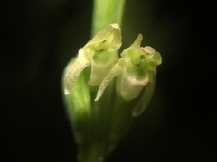 Platanthera ephemerantha