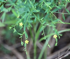Linum striatum