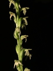 Platanthera ephemerantha