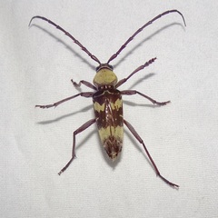 Megacyllene antennata