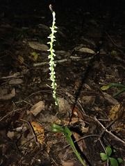 Platanthera ephemerantha