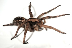 Schizocosa malitiosa