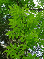 Fraxinus nigra image