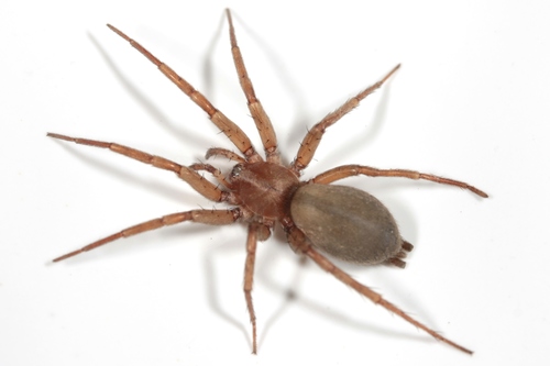 Echemoides argentinus