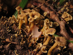 Craterellus undulatus