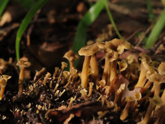 Craterellus undulatus