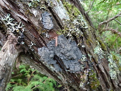 Pannaria conoplea image
