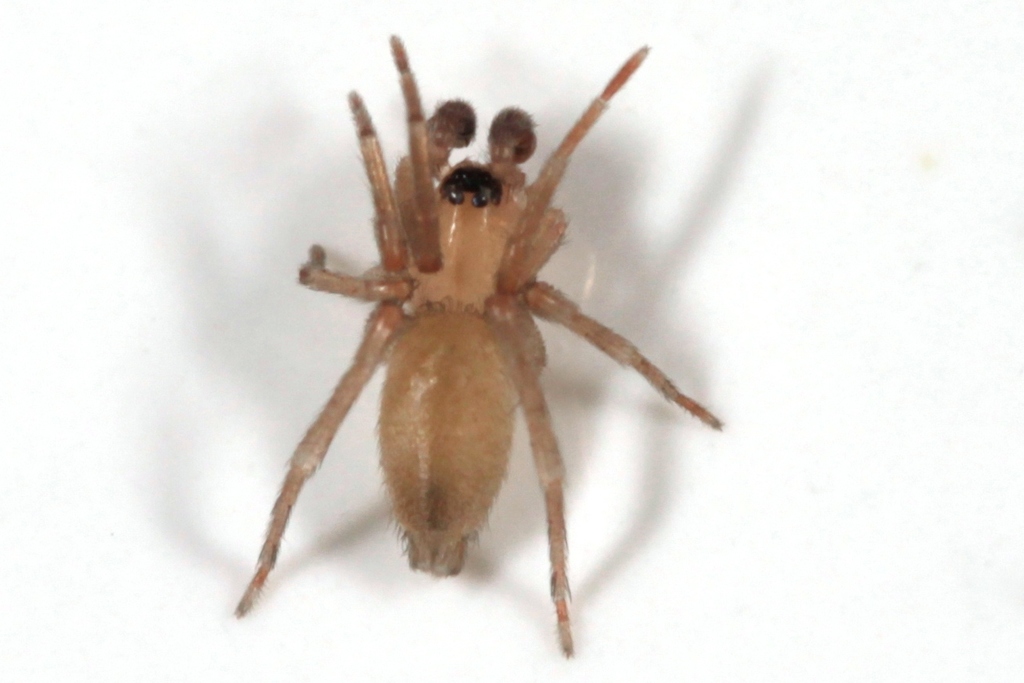 Neodrassex
