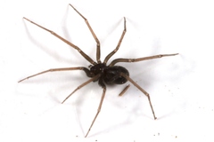 Gertschiola neuquena