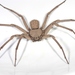 Arañas Areneras - Photo (c) Ivan Magalhaes, algunos derechos reservados (CC BY-NC)
