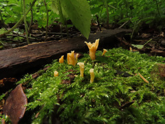 Craterellus luteus
