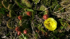 Opuntia polyacantha polyacantha
