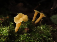 Craterellus luteus