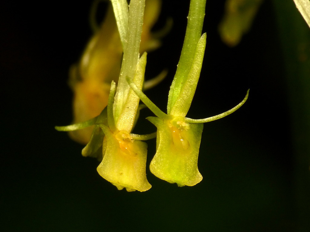 Adder's mouth