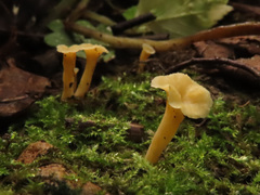 Craterellus luteus