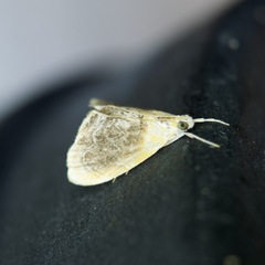 Glaphyria fulminalis