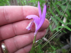 Arethusa bulbosa
