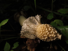 Phallus impudicus togatus