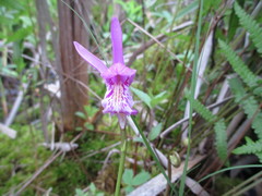 Arethusa bulbosa