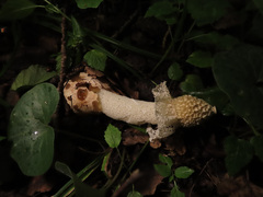 Phallus impudicus togatus