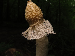 Phallus impudicus togatus