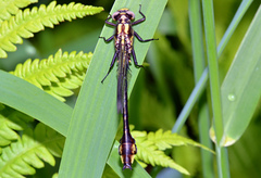 Gomphurus ventricosus