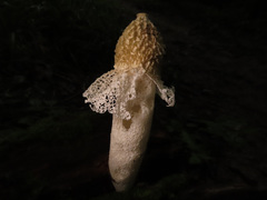 Phallus impudicus togatus