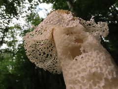 Phallus impudicus togatus