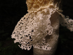 Phallus impudicus togatus