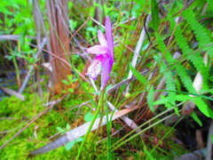 Arethusa bulbosa