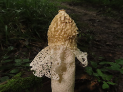 Phallus impudicus togatus