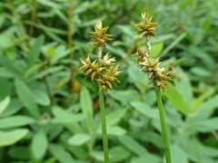 Carex wiegandii